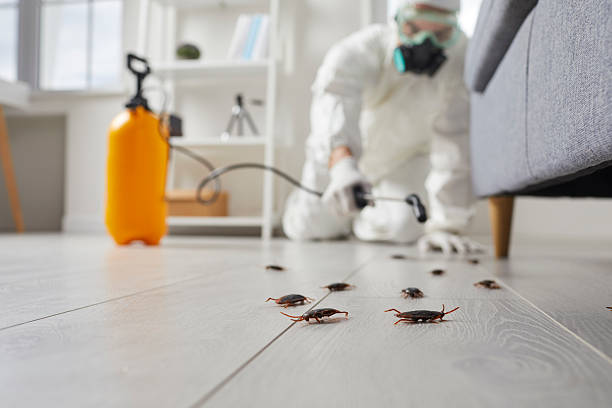 Post-Treatment Bed Bug Interceptor Monitoring in Port Richey
